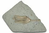 Fossil Crinoid (Macrocrinus) - Crawfordsville, Indiana #359195-1